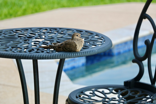 Vogel sitzt an einem gepflegten Pool